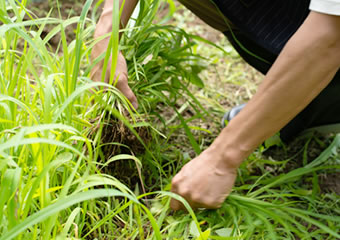 庭や畑の除草作業